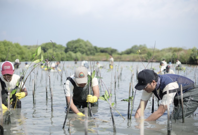PT Freeport Indonesia Tanam 50.000 Bibit Mangrove di Manyar, Perkuat Pelestarian Ekosistem Pesisir Gresik 4 Bibit Mangrove