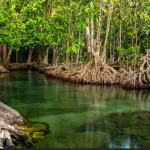 Bibit Mangrove