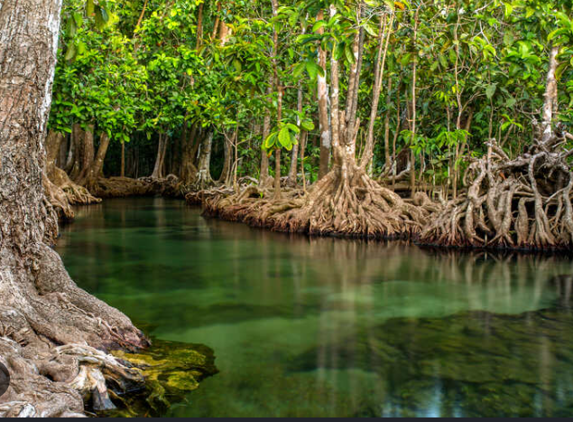 PT Freeport Indonesia Tanam 50.000 Bibit Mangrove di Manyar, Perkuat Pelestarian Ekosistem Pesisir Gresik 1 PT Freeport Indonesia Tanam 50.000 Bibit Mangrove di Manyar, Perkuat Pelestarian Ekosistem Pesisir Gresik